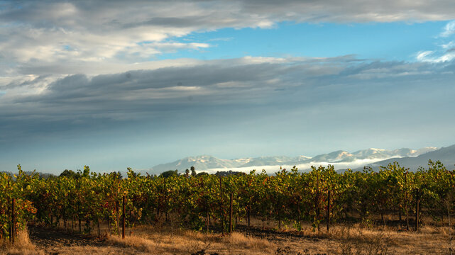 Dramatic early morning image of a vineyard in So oma California with fog covered hills in background.