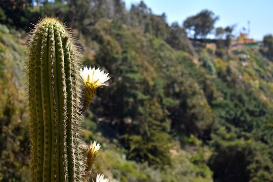 Flor del quisco (Trichocereus chiloensis). Planta end&eacute;mica de Chile.