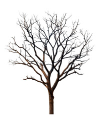 Obraz premium Transparent Png of a Leafless Tree, Showcasing Its Intricate Branch Structure, Perfect for Design Elements, Winter Themes, and Nature Compositions