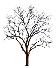 Obraz premium Transparent Png of a Detailed Deciduous Tree, Stark Bare Branches Illuminated with a Bright White Contour, Symbolizing Winters Quiet Beauty and Intricate Natural Forms