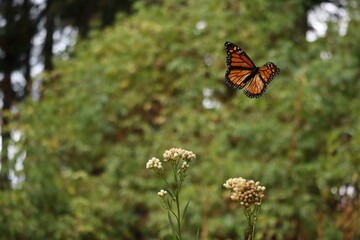 Monarch butterfly 