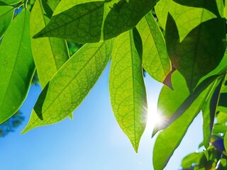 Sun-Kissed Leaves: A vibrant display of fresh, green leaves frames the bright sky and sun, creating a cheerful display of nature's beauty. 
