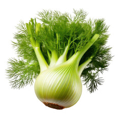 Fresh fennel bulb isolated on transparent background. Fennel bulb with leaves