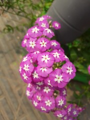 pink flowers in the garden