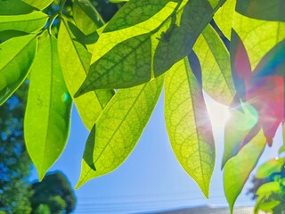 Lush Leaves Under the Sun: A close-up showcases vibrant, translucent green leaves against a clear blue sky, illuminated by the sun's radiant glow.
