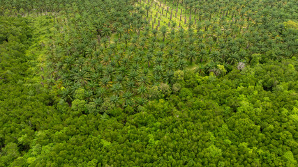 Naklejka premium \Aerial view a vivid contrast between a dense palm oil plantation and a lush green natural forest. The photograph captures the transition from agricultural land to untouched wilderness