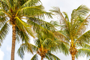 Fototapeta premium Tropical Palms Palm trees in the sky with sunshine Thailand.
