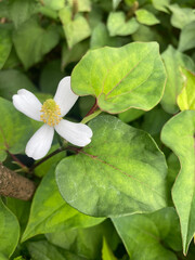 Delicate White Flower with fish mint Leaves, Showcasing Natural Beauty and Botanical Diversity