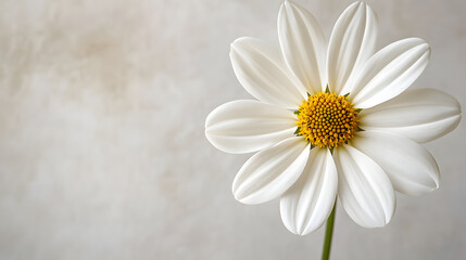 Elegant floral invitation card with flowers on a clean white background.
Perfect for weddings, bridal showers, or special occasions.
Delicate design with soft pastel tones and botanical elements.