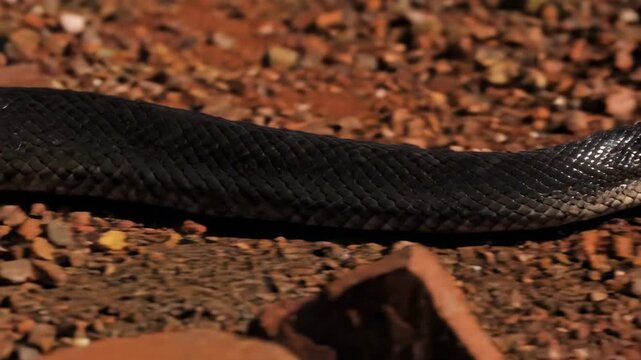 black headed python snake - A close-up view of a sleek, black snake resting on a rocky, earthy ground, showcasing its detailed scales and alert demeanor in a natural habitat