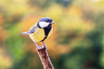 Sikorka bogatka (Parus major)	