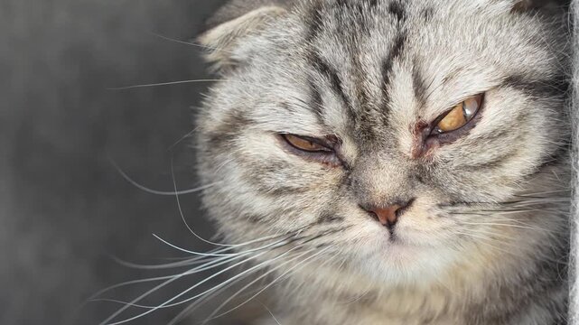Close up grumpy tabby scottish cat looking around. Brown and grey domestic pet with yellow eyes.