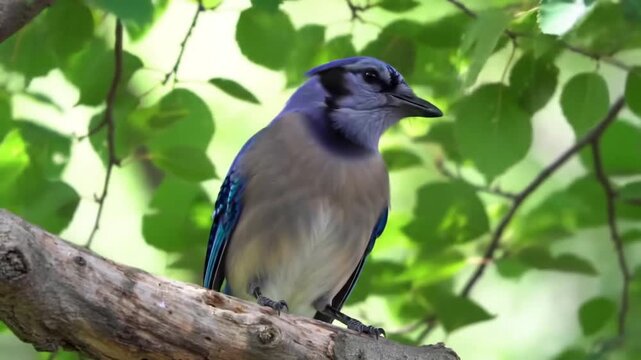 Blue jay perched on a branch with green leaves in the background