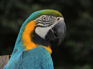 Close-up portrait of a blue-and-yellow macaw