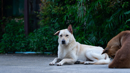 Obraz premium Loyal Companions: A serene scene featuring a watchful dog lying on a concrete surface, while another one resting nearby creating a heartwarming moment of canine companionship. 
