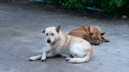 Relaxing Day: Two dogs, one alert and watchful, the other peacefully resting, bask in the warmth of...