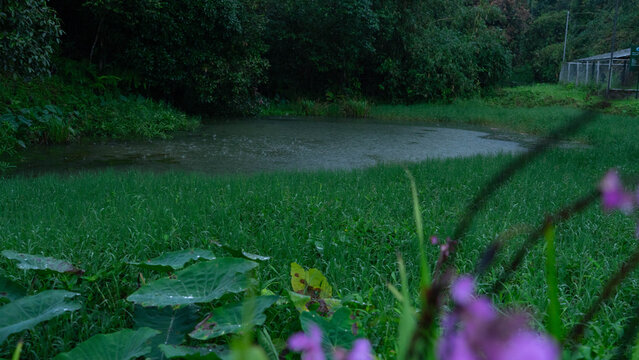 Tranquil Pond Scene: Capturing a serene moment in the embrace of nature, where a still pond reflects the surrounding lush greenery and overcast sky, exuding peace. 