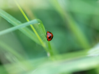 茂みに隠れたナナホシテントウ