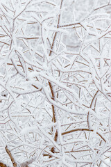 Snow and frost covered branches tree, winter scenery background, closeup frozen texture, outdoor nature landscape, natural wintry view. Cold season aesthetic botanical pattern, beauty of winter