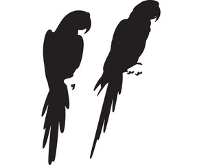Two elegant parrots in silhouette stand side by side against a white background.