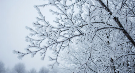 Delicate frost covered tree branches against a soft winter sky