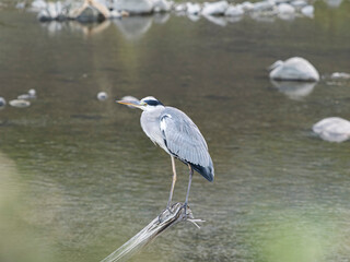 流木の先に立つアオサギ