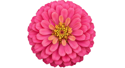 Vibrant pink Zinnia flower in full bloom, top view macro shot. Isolated on transparent background, png