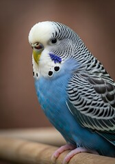 Obraz premium Blue Budgie Perched - A Close-Up of a Colorful Parrot.