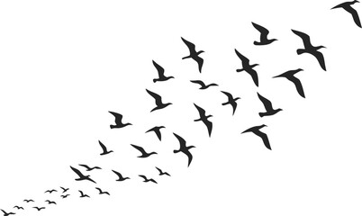Fototapeta premium Flock of birds flying in formation against a white background symbolizing freedom and migration patterns