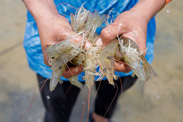 Fisherman Harvesting Vannamei Shrimp with a Net