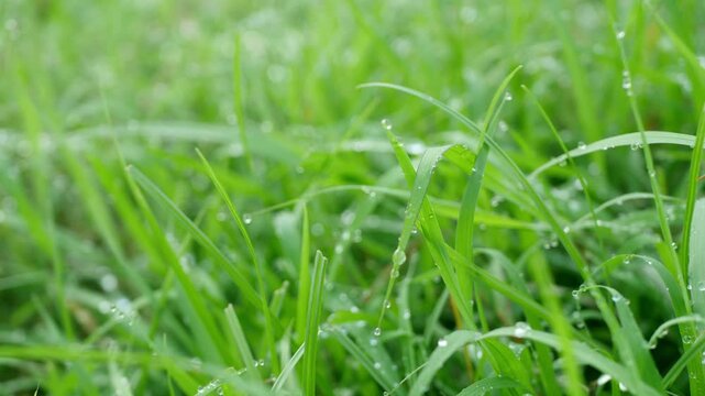 Dew Drops on Fresh Green Grass Blades in Morning Sunshine