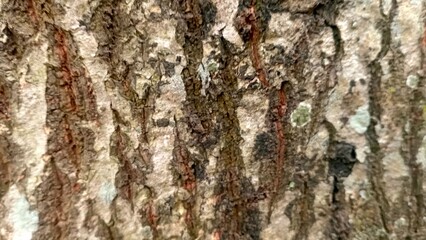 Bark of tree