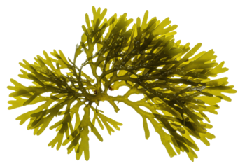 Vivid cluster of *Caulerpa* marine algae with intricately branched, finger-like, olive to yellowish-green fronds, isolated on a bright white background, concept of detailed biological documentation
