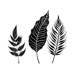 Obraz premium Three tropical leaves in black and white style