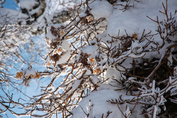凍てつく幹に咲く