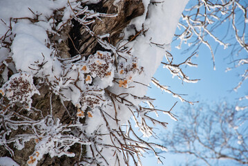 凍てつく幹に咲く