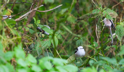 The long-tailed tit delights the eyes with its beauty.