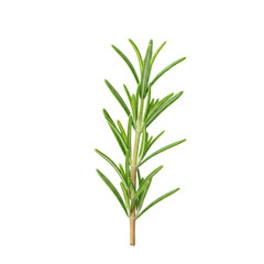 Single fresh rosemary sprig with vibrant green needle leaves and a slender woody stem, isolated on a transparent seamless background with copy space, concept for culinary ingredient