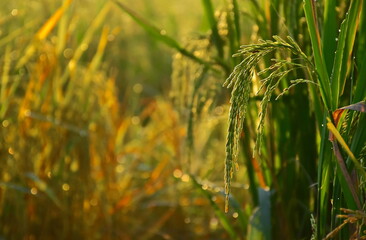 Green Raw Paddy Ears Hanging from Branch with Golden Morning Sunlight and Blurred Paddy Field Background