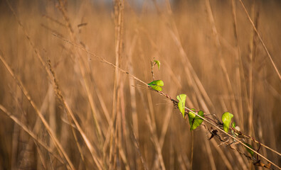 Fresh Green Leaves on a Branch with Blurred Paddy Field Background — Concept of Nature and Growth