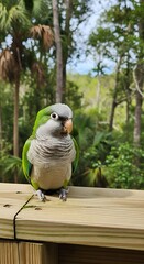 Quaker Parrot Perched on Wooden Railing in Natural Setting.