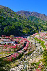 花桃の里　長野県阿智村