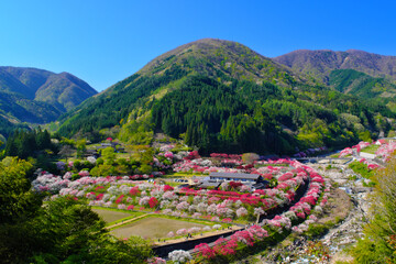 花桃の里　長野県阿智村