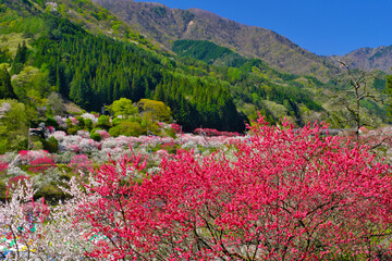花桃の里　長野県阿智村