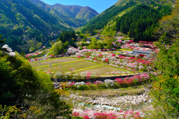 花桃の里　長野県阿智村