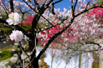 花桃の里　長野県阿智村