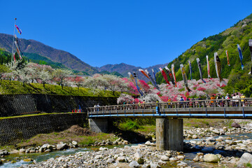 鯉のぼり舞う花桃の里　長野県阿智村
