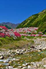 花桃の里　長野県阿智村