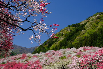花桃の里　長野県阿智村
