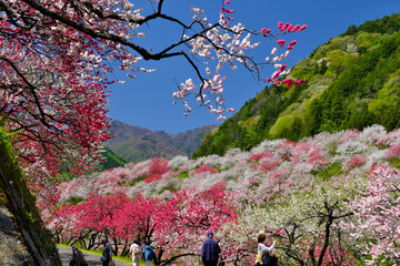 花桃の里　長野県阿智村